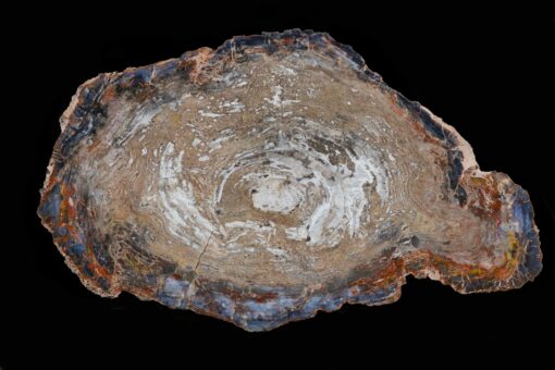 Elegant Petrified Wood Tabletop With Hints Of Rainbow Colors