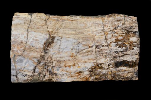 Sequoia Specimen from Oregon clearly shows annual rings, warm color