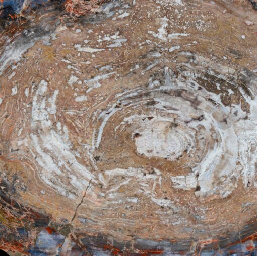 Elegant Petrified Wood Tabletop With Hints Of Rainbow Colors - Image 2