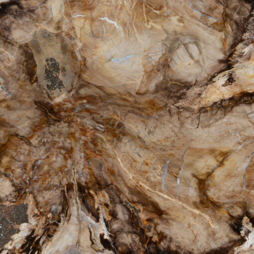 Rare Petrified Sequoia - Fossil Tabletop - Image 2