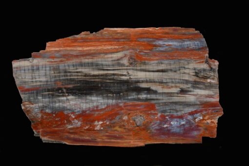 One-of-a-kind Petrified Wood Display Specimen with Colorful Accents