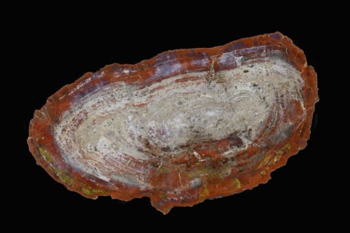 One-of-a-kind Round Arizona Petrified Wood Desk