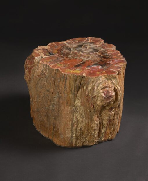 Petrified Wood Section From Arizona