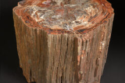Alternative view of Petrified Wood Section From Arizona