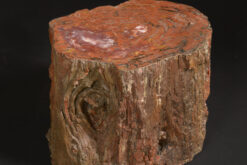 Petrified Wood Section From Arizona