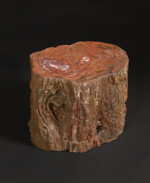 Petrified Wood Section From Arizona