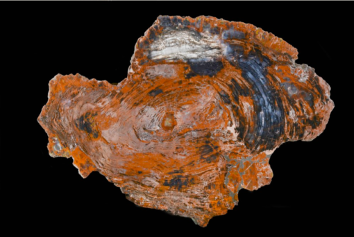 Unique Large Round Arizona Petrified Wood Table - Striking Display Specimen