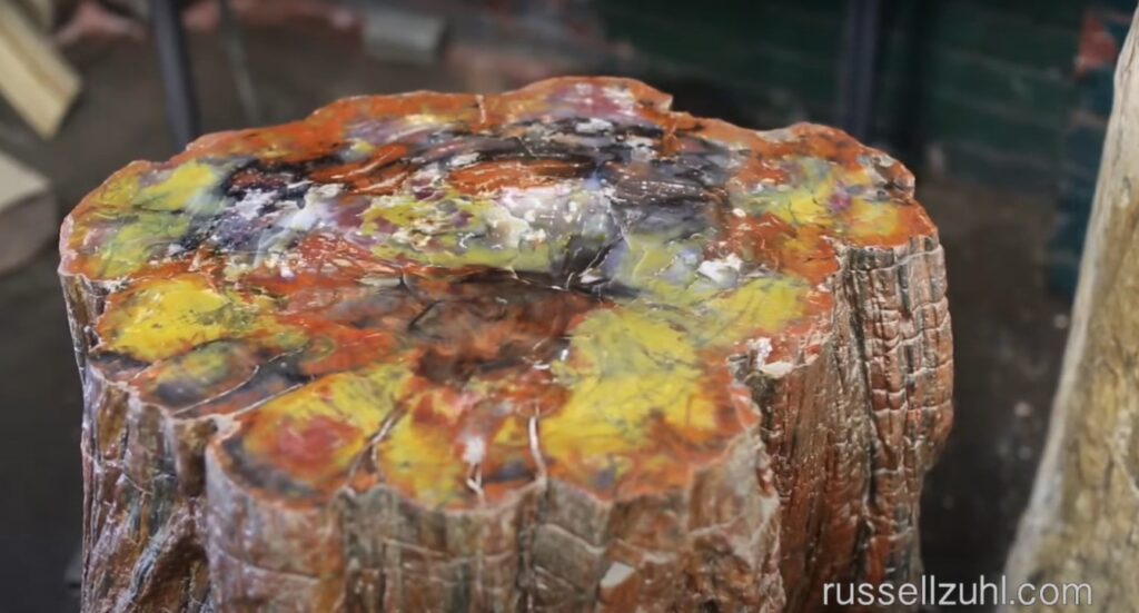 Unique Petrified Wood