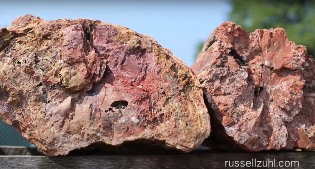 Unique Petrified Wood