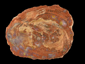 Fossilized petrified wood pieces for sale, ideal for collectors and enthusiasts