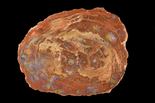 Fossilized petrified wood pieces for sale, ideal for collectors and enthusiasts