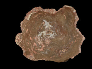 Authentic petrified wood fossils for sale, ideal for collectors and educational purposes