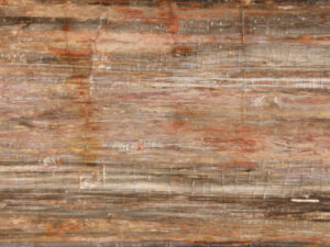 Petrified wood table top