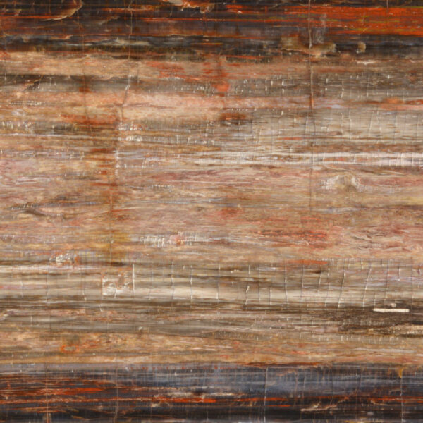 Petrified wood table top