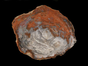 Polished petrified wood pieces for sale, showcasing intricate patterns and vibrant colors