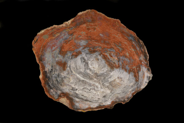 Polished petrified wood pieces for sale, showcasing intricate patterns and vibrant colors