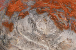 Polished petrified wood