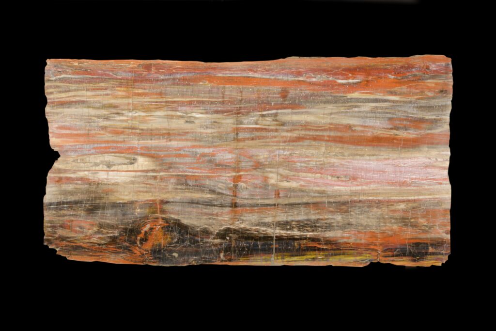 Unique petrified wood decor