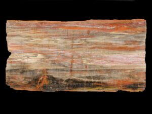 Unique petrified wood decor