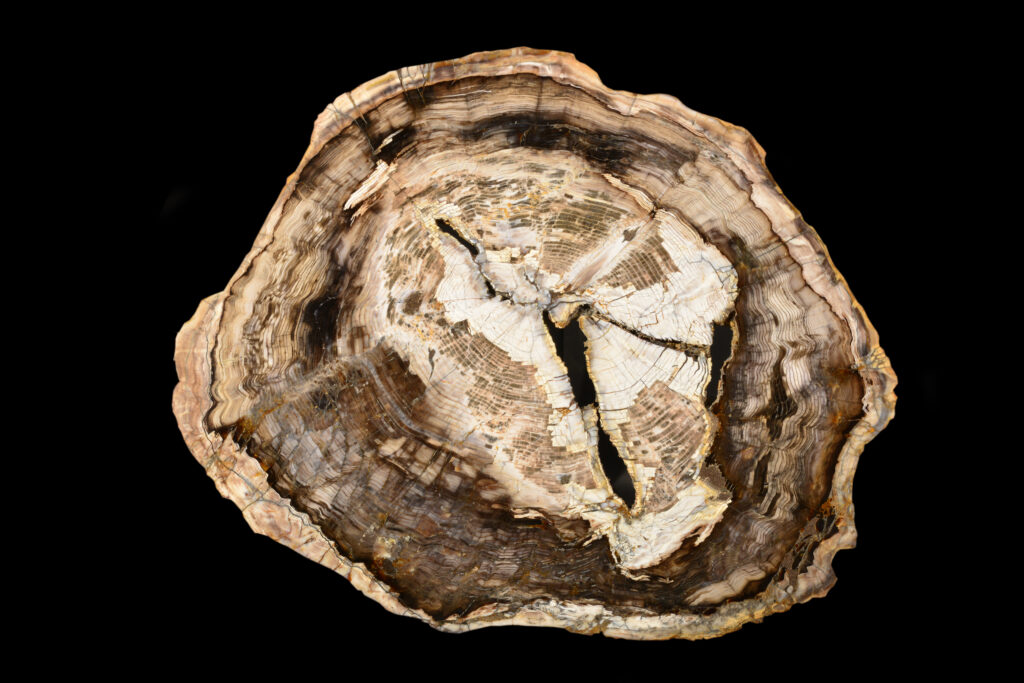 High-quality petrified wood for sale, ideal for collectors and interior design