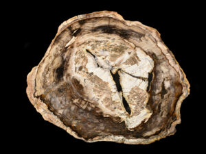 High-quality petrified wood for sale, ideal for collectors and interior design