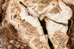 High-quality petrified wood for sale, ideal for collectors and interior design