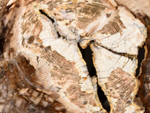 High-quality petrified wood for sale, ideal for collectors and interior design