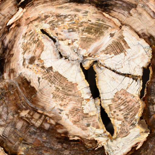 High-quality petrified wood for sale, ideal for collectors and interior design