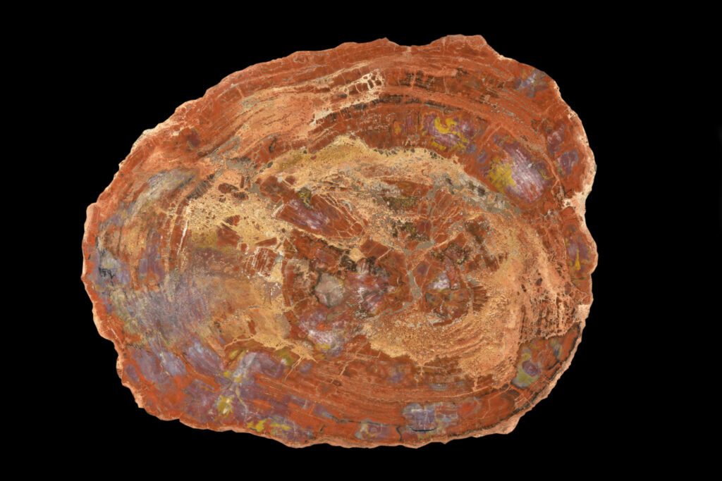 Petrified wood for sale