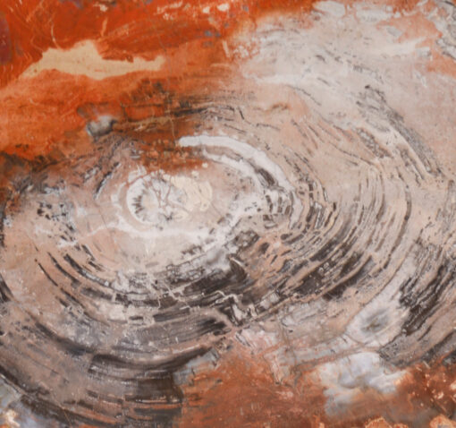 Solid petrified wood table with prominent annual rings and aluminum base