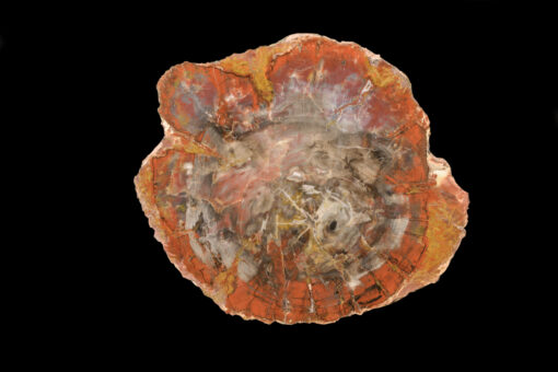 Solid Arizona petrified wood table with wonderful colors and a flawless, fracture-free surface for premium home décor.