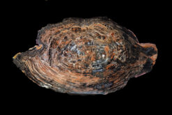 Golden light and deep umber