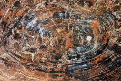 Alternative view of Golden light and deep umber in quiet balance