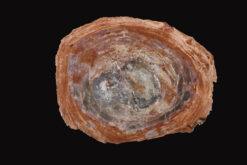 Amber depth and shadowed gold