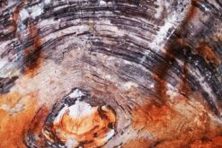 Golden warmth and soft coral tones