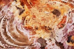 Radiant amber and cream tones