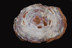 Amber and chestnut tones