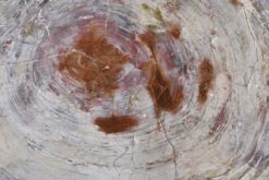 Amber and chestnut tones