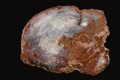 Golden radiance and deep bronze tones